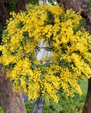 Mimosa Wreath 60cm